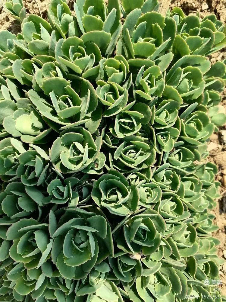 1651456910797464.jpg 26.jpg